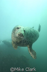 Friendly Grey Seal, Farne Islands, England by Mike Clark 